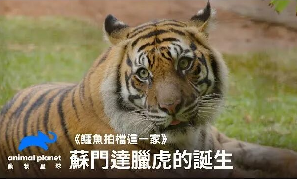 亚洲星空电视频道介绍:动物星球(Animal Planet)