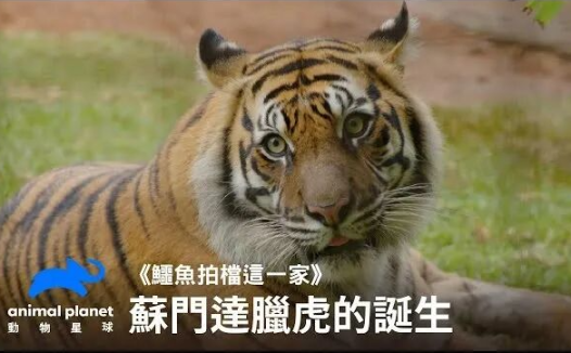 亚洲星空电视频道介绍:动物星球(Animal Planet)